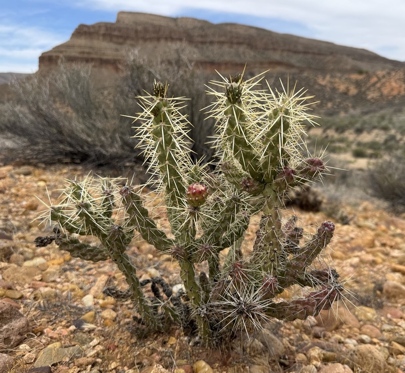 Cylindropuntia whipplei subsp. enodis