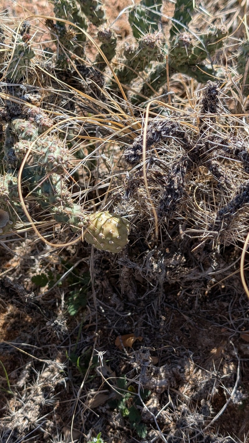 Cylindropuntia whipplei subsp. enodis photo 2