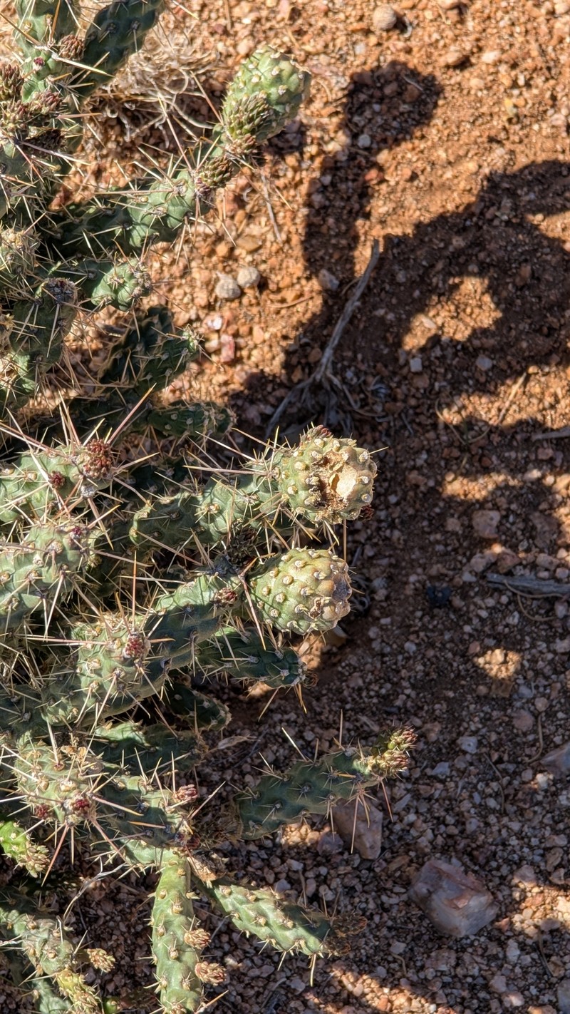 Cylindropuntia whipplei subsp. enodis photo 3