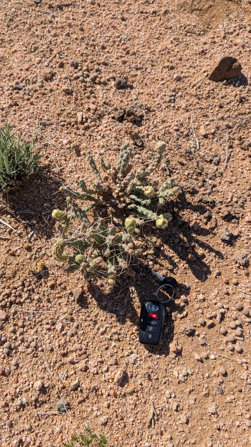 Cylindropuntia whipplei subsp. enodis photo 4