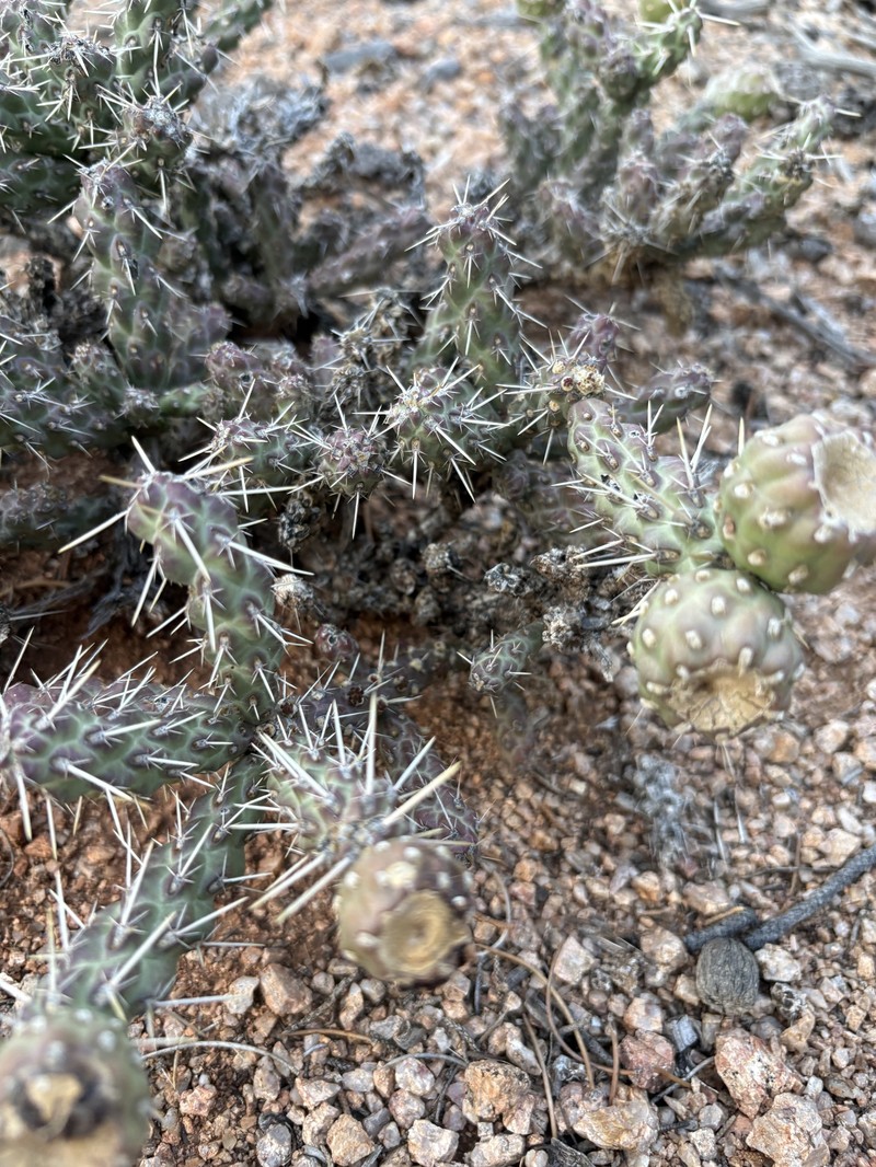 Cylindropuntia whipplei subsp. enodis photo 5