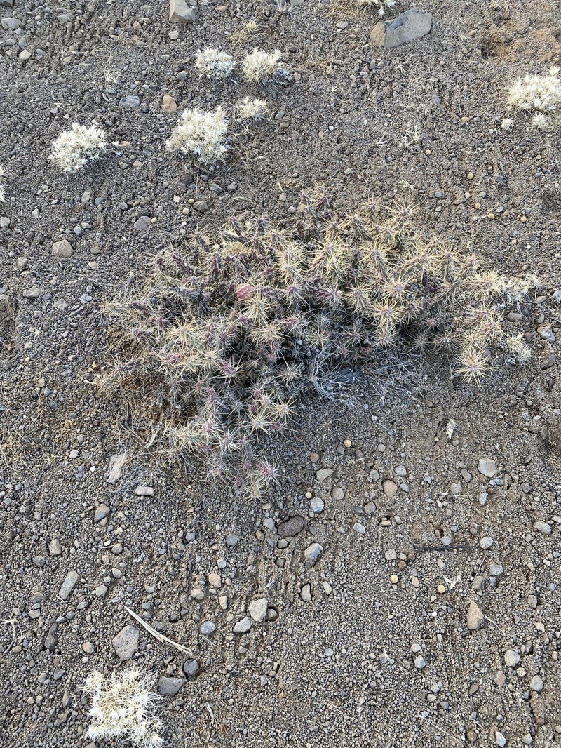 Cylindropuntia whipplei subsp. enodis photo 6