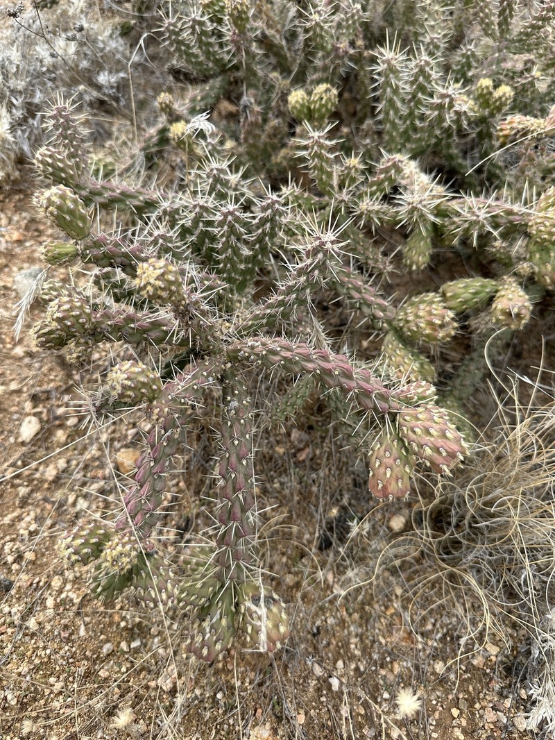 Cylindropuntia whipplei subsp. enodis photo 7