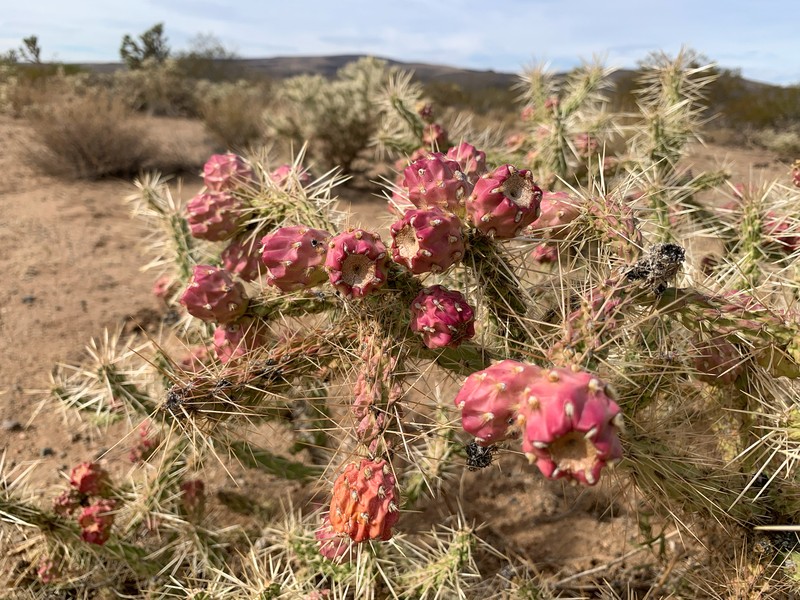 Cylindropuntia whipplei subsp. enodis photo 8