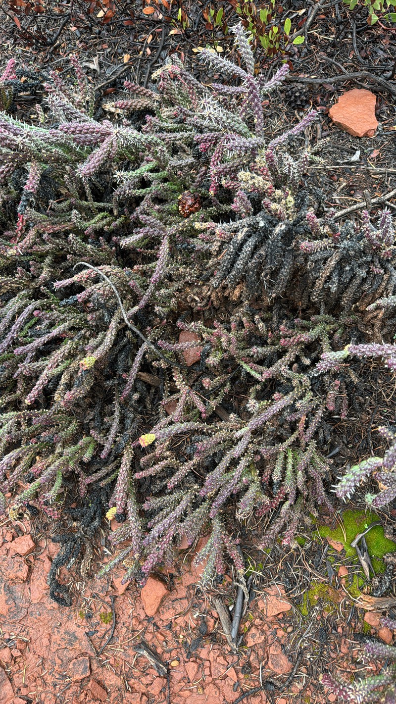 Cylindropuntia whipplei subsp. whipplei