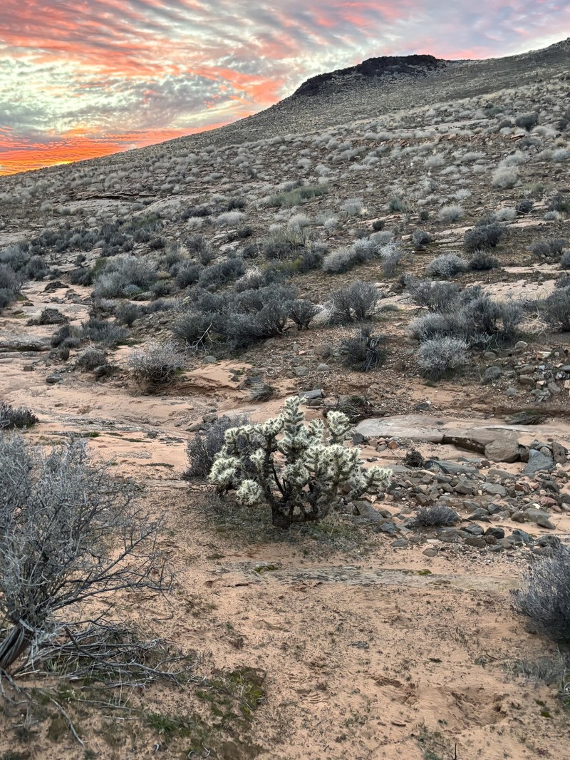 Cylindropuntia whipplei subsp. whipplei photo 2