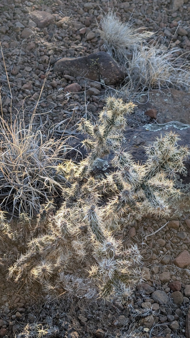 Cylindropuntia whipplei subsp. whipplei photo 3
