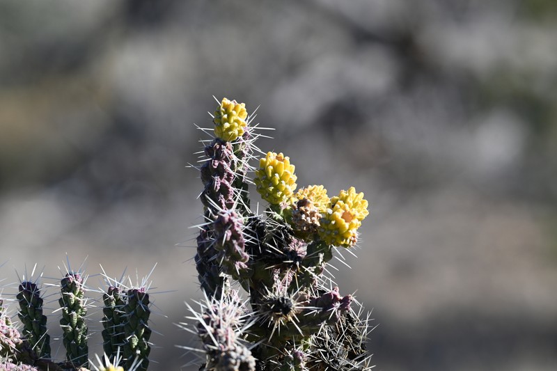 Cylindropuntia whipplei subsp. whipplei photo 4
