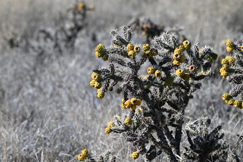 Cylindropuntia whipplei subsp. whipplei photo 5