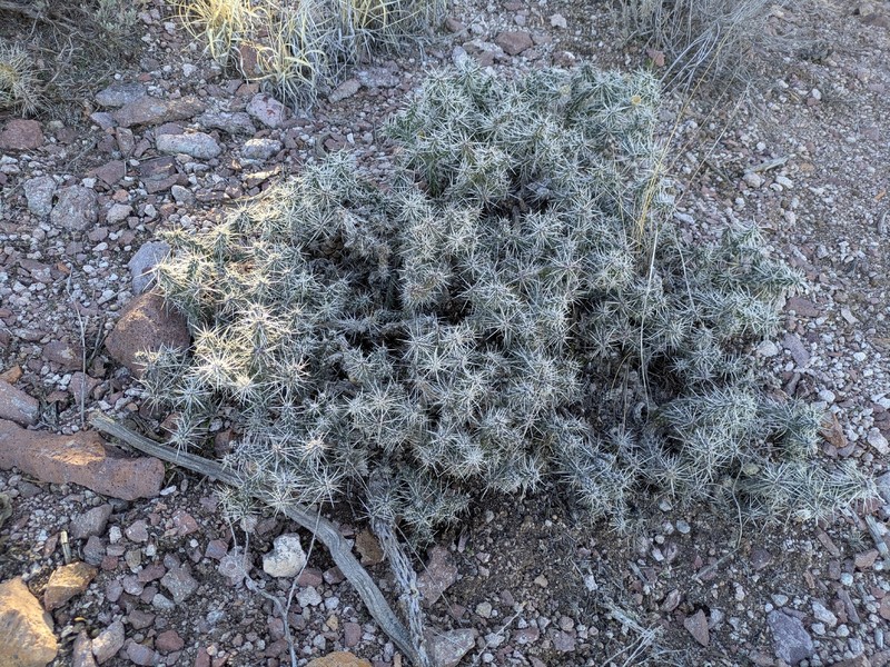 Cylindropuntia whipplei subsp. whipplei photo 6