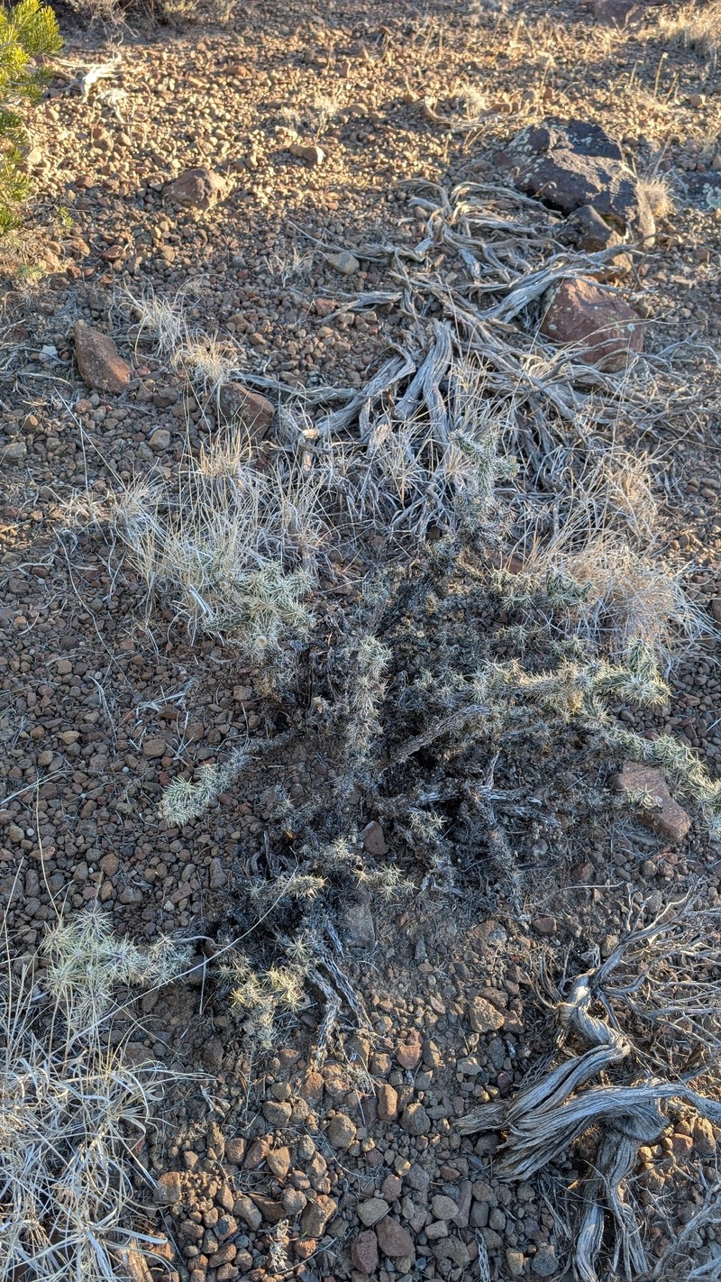 Cylindropuntia whipplei subsp. whipplei photo 7