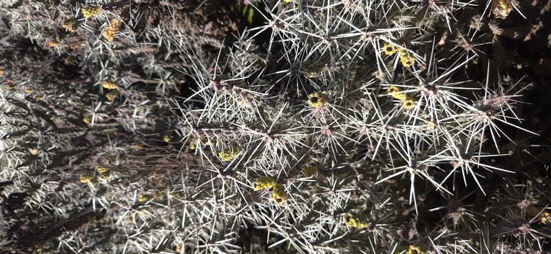 Cylindropuntia whipplei subsp. whipplei photo 8