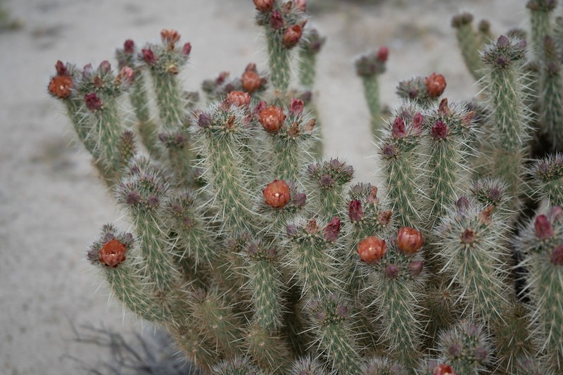 Wolf's Opuntia