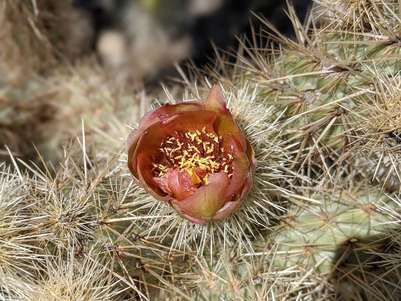 Wolf's Opuntia photo 2