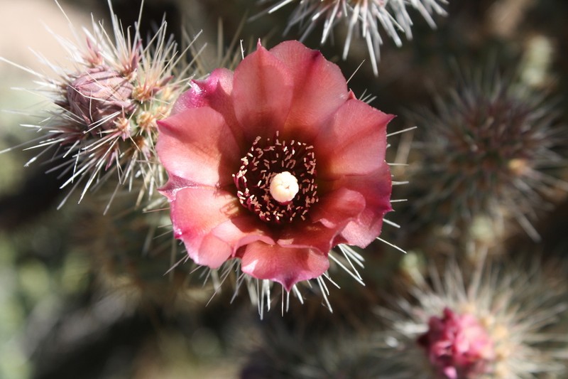 Wolf's Opuntia photo 3