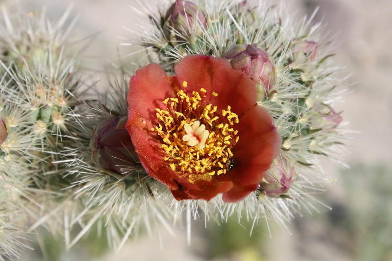 Wolf's Opuntia photo 4