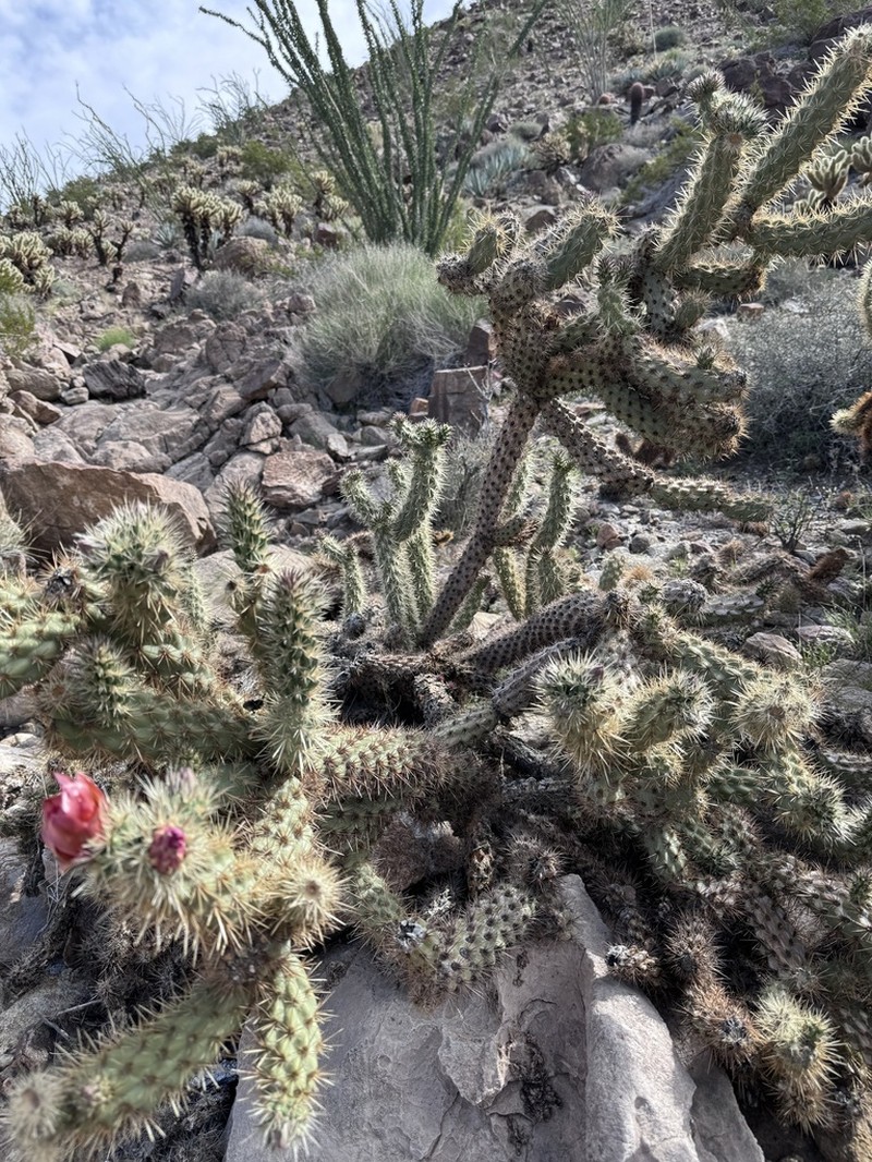 Wolf's Opuntia photo 5