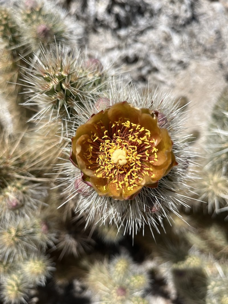Wolf's Opuntia photo 6