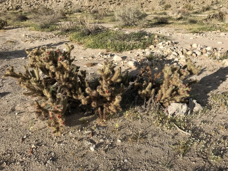 Wolf's Opuntia photo 7