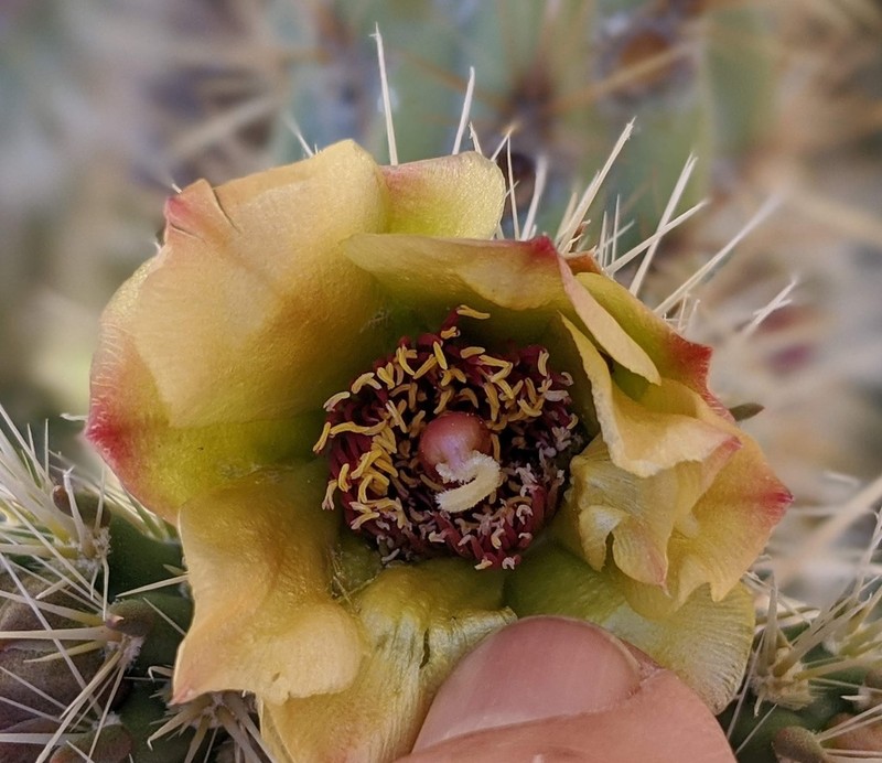 Wolf's Opuntia photo 8