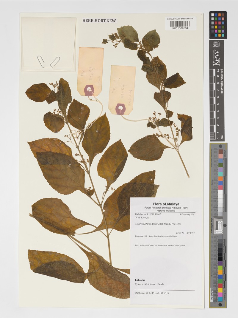 Cymaria dichotoma
