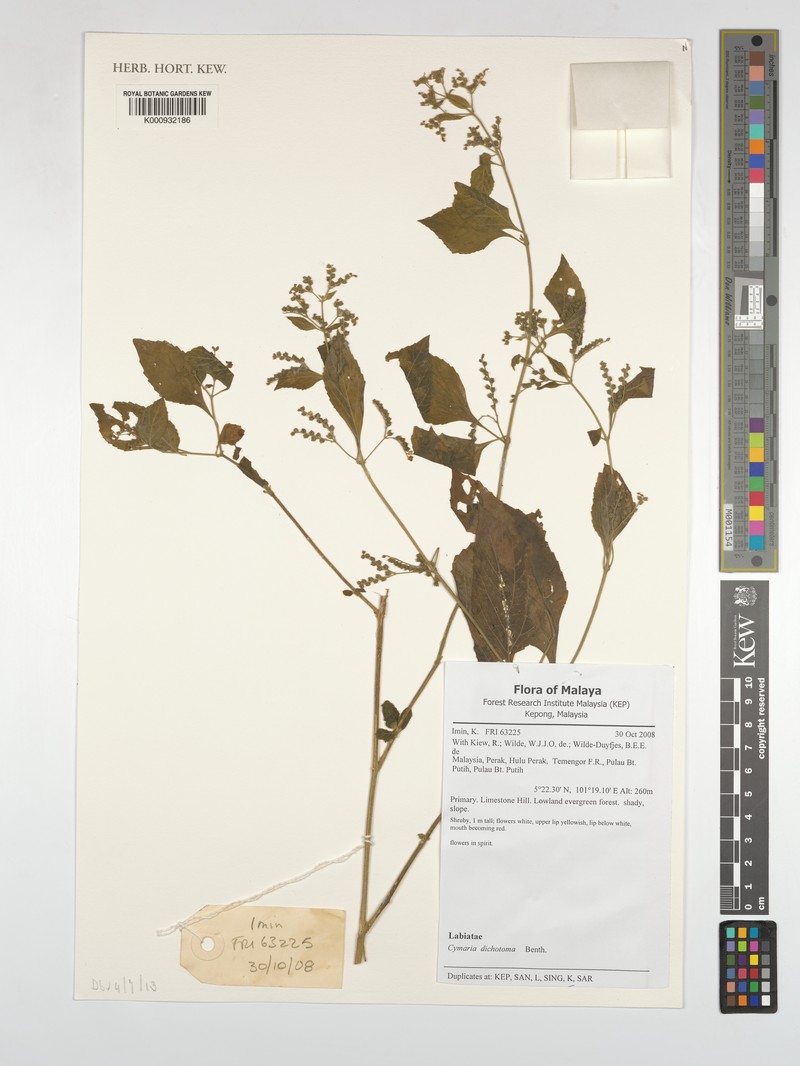 Cymaria dichotoma photo 2