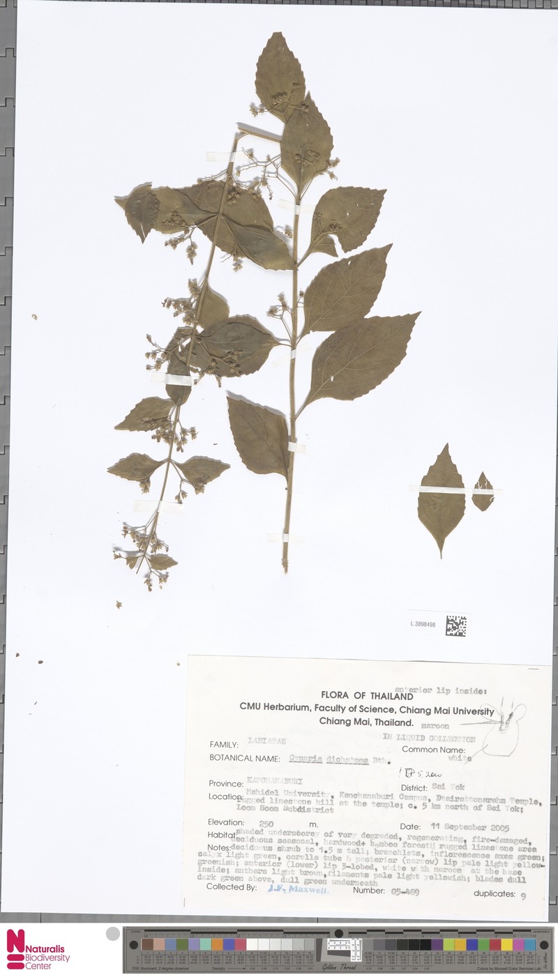 Cymaria dichotoma photo 4