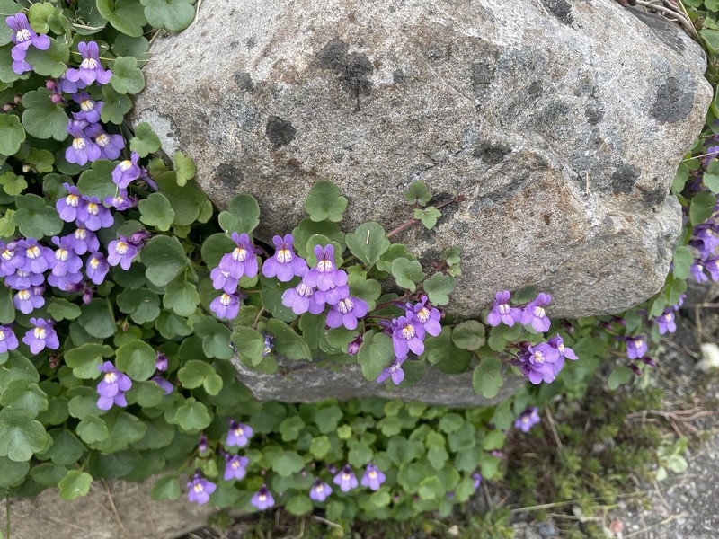 Cymbalaria × beguinotii