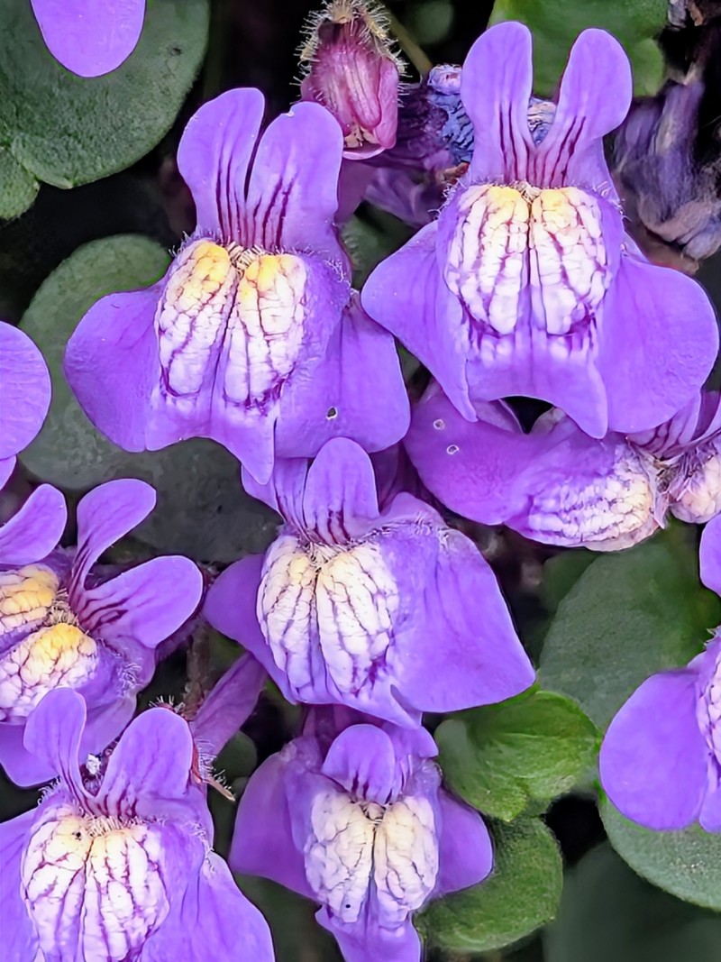 Cymbalaria × beguinotii photo 2