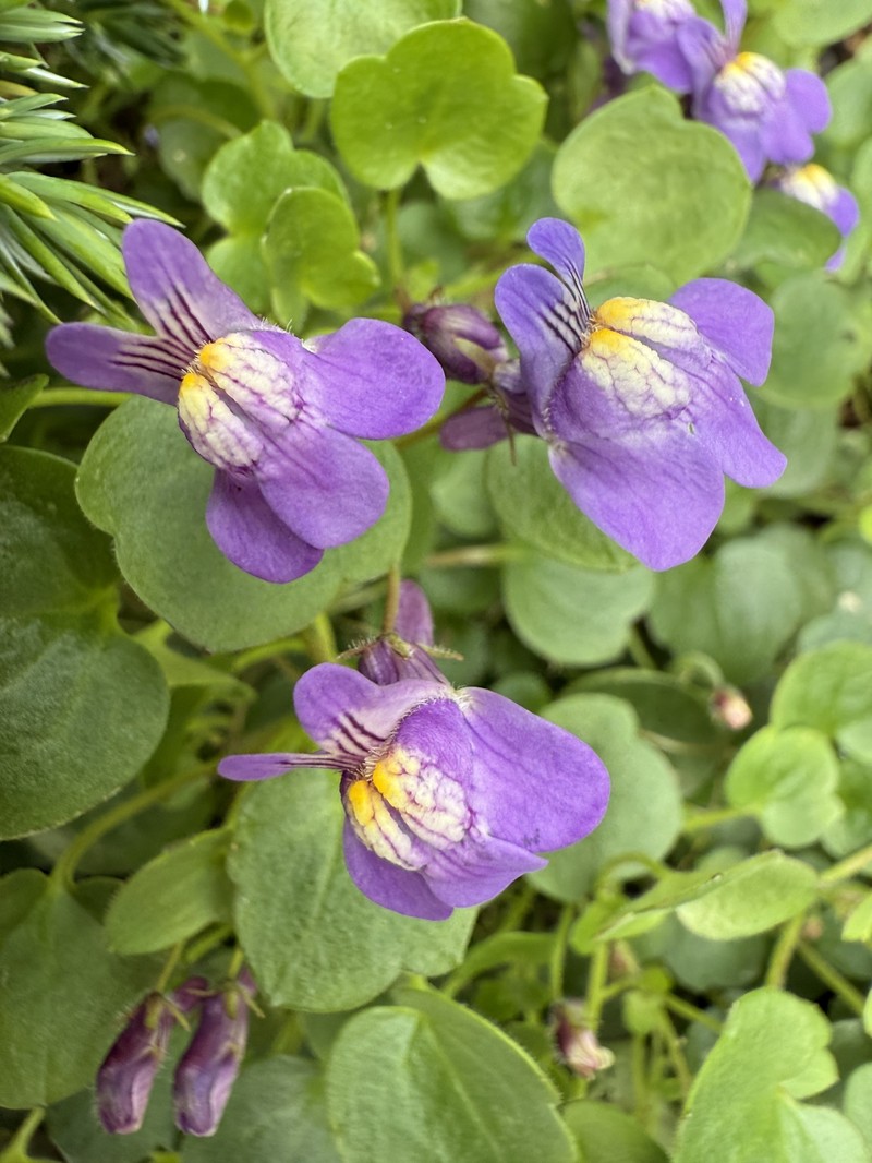 Cymbalaria × beguinotii photo 3