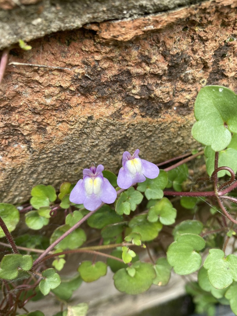 Cymbalaria × beguinotii photo 4