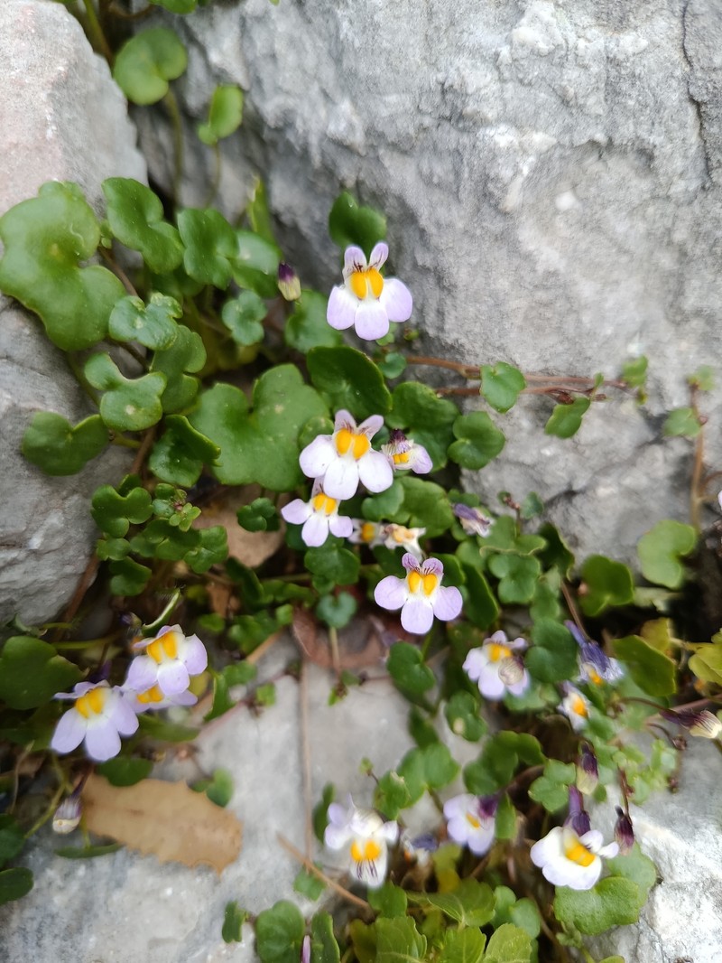 Cymbalaria acutiloba subsp. acutiloba