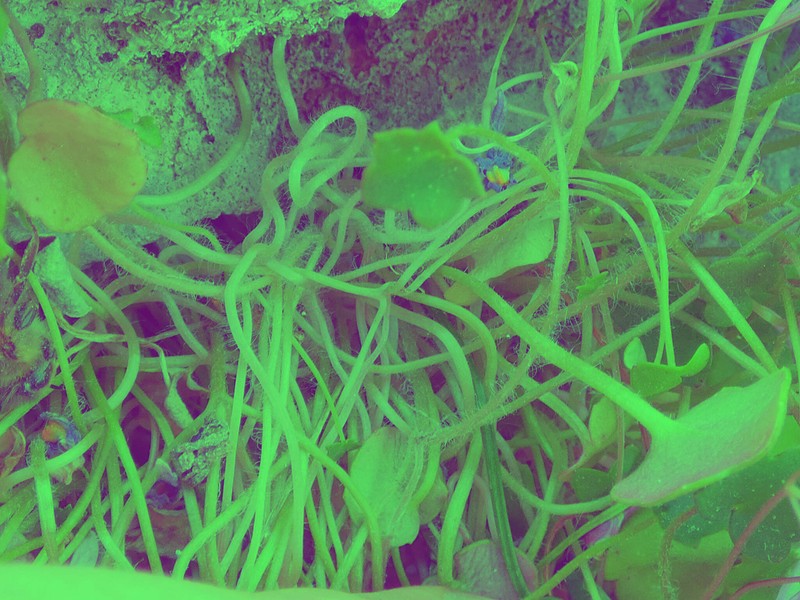 Cymbalaria acutiloba subsp. acutiloba photo 2