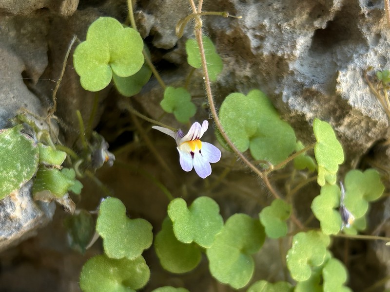 Cymbalaria acutiloba subsp. acutiloba photo 3