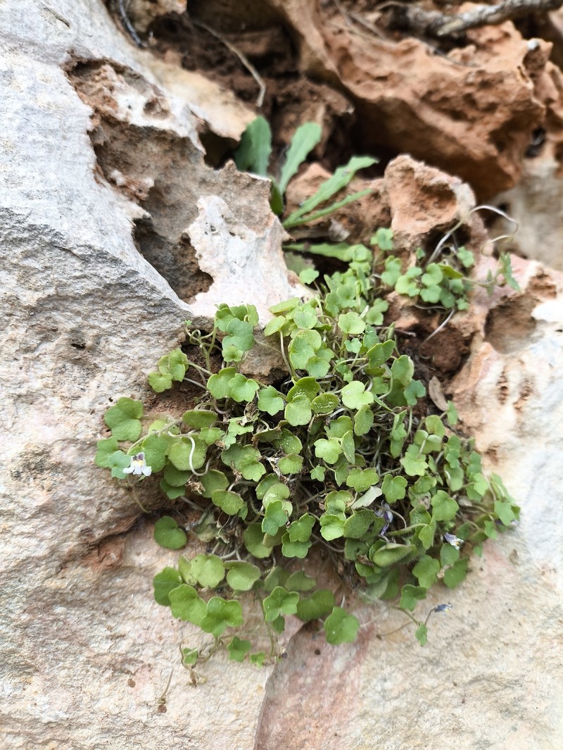 Cymbalaria acutiloba subsp. acutiloba photo 4