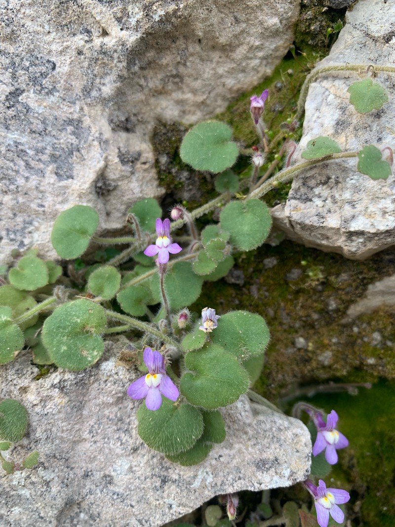 Cymbalaria glutinosa subsp. glutinosa