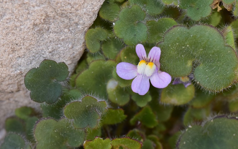 Cymbalaria glutinosa subsp. glutinosa photo 2