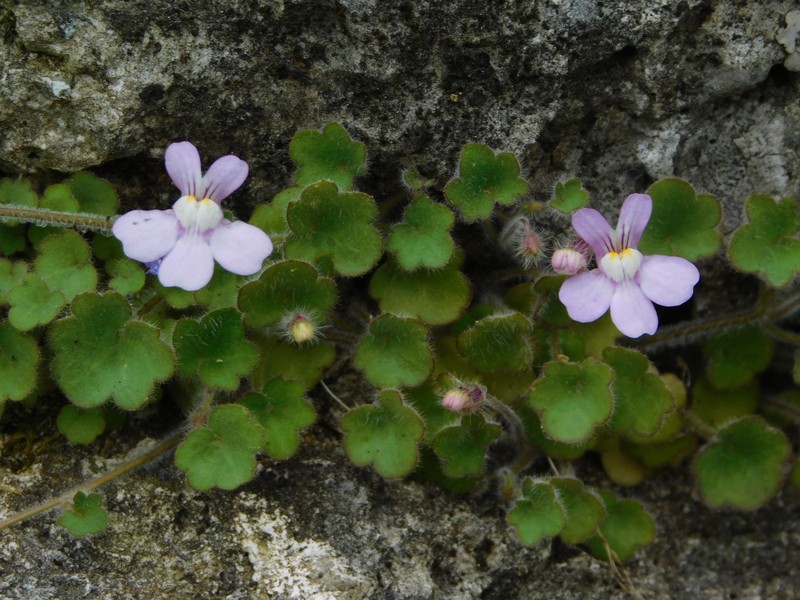 Cymbalaria glutinosa subsp. glutinosa photo 3