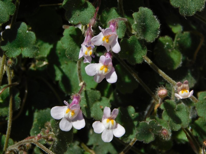 Cymbalaria glutinosa subsp. glutinosa photo 4