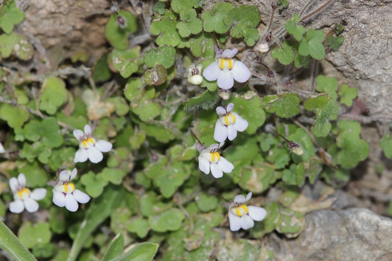 Cymbalaria microcalyx subsp. microcalyx