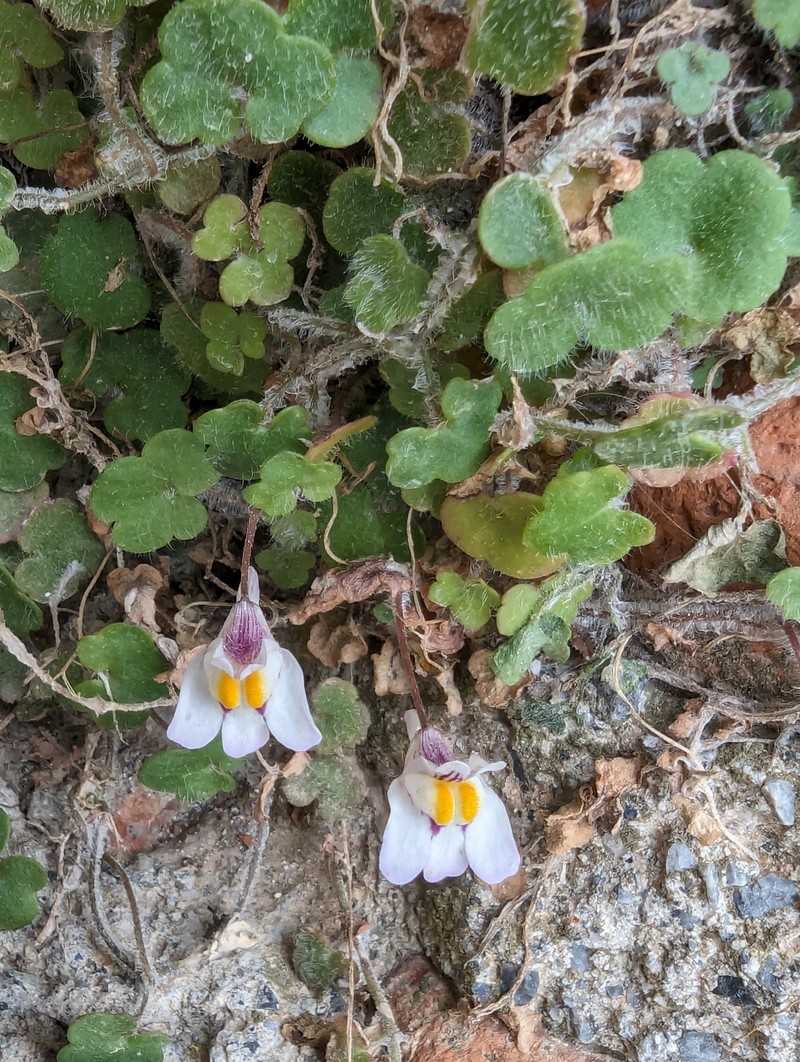 Cymbalaria microcalyx subsp. microcalyx photo 2