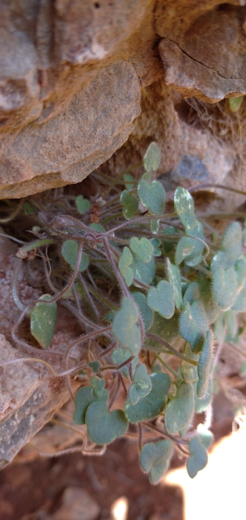 Cymbalaria microcalyx subsp. microcalyx photo 3