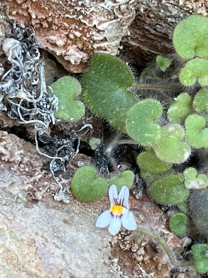 Cymbalaria microcalyx subsp. microcalyx photo 4