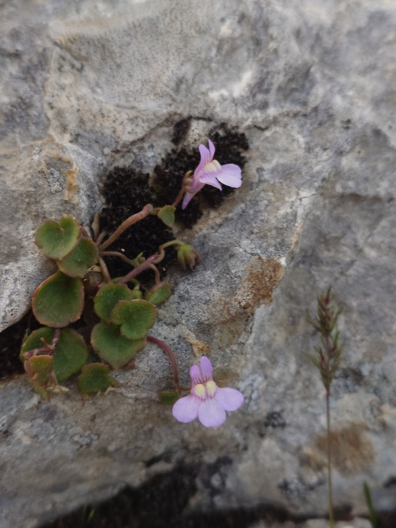Cymbalaria muelleri subsp. muelleri