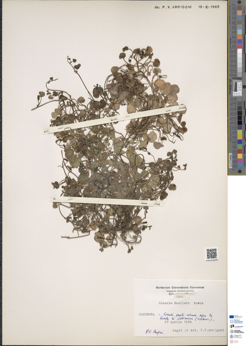 Cymbalaria muelleri subsp. muelleri photo 4