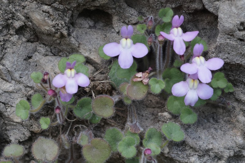Cymbalaria muelleri subsp. villosa
