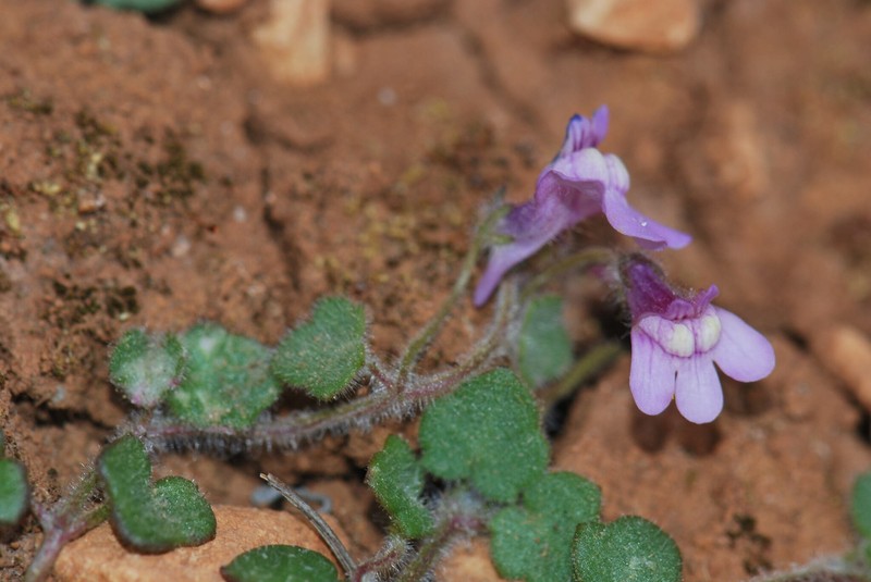 Cymbalaria muelleri subsp. villosa photo 2