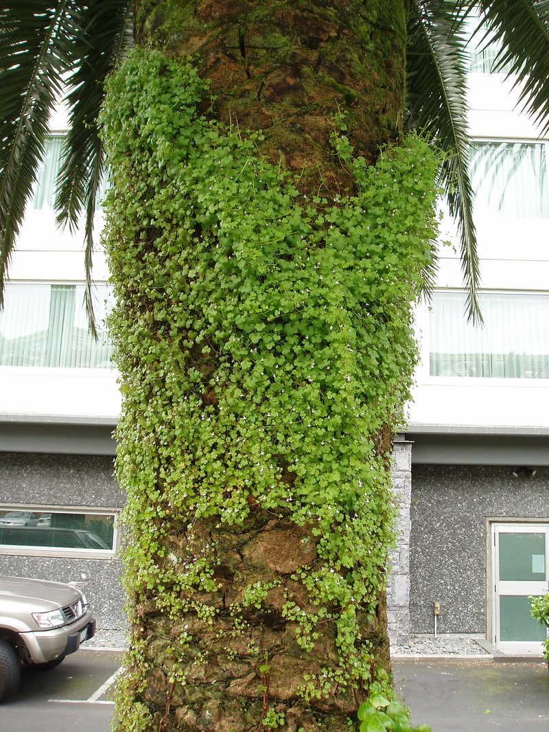 Kenilworth Ivy photo 6