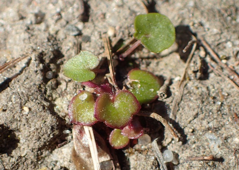 Kenilworth Ivy photo 7