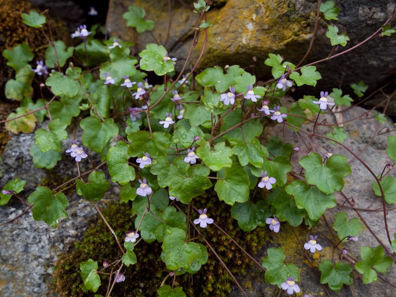 Kenilworth Ivy